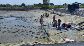 Proses Panen Udang di Tambak Rakyat Bumi Dipasena, Lampung ||suarautama.id
