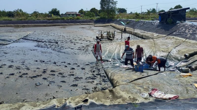 Proses Panen Udang di Tambak Rakyat Bumi Dipasena, Lampung ||suarautama.id