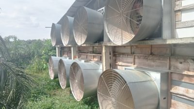 IMG 20250411 214230 700 x 400 piksel Sejumlah Warga Keluhkan Aroma Tak Sedap Peternakan Ayam Milik Toyib di Desa Tanjung Rejo  Suara Utama ID Mengabarkan Kebenaran | Website Resmi Suara Utama