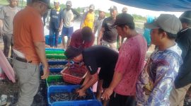 Petambak Dipasena Lampung Panen Udang Vannamei (31/5) SUARAUTAMA.ID