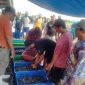 Petambak Dipasena Lampung Panen Udang Vannamei (31/5) SUARAUTAMA.ID
