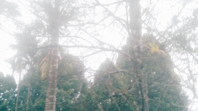 IMG 20250819 095510 Fenomena Aneh! Pohon Cengkeh di Mauponggo Berguguran Daun, Petani Kehilangan Harapan Suara Utama ID Mengabarkan Kebenaran | Website Resmi Suara Utama