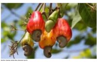 Gambar Ilustrasi Jambu Mete (Kementan go id)