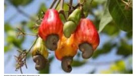 Gambar Ilustrasi Jambu Mete (Kementan go id)