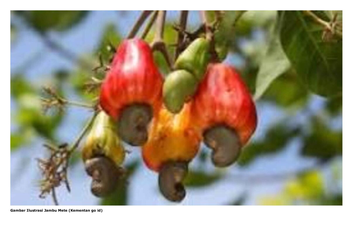 Gambar Ilustrasi Jambu Mete (Kementan go id)