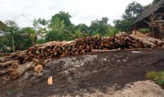 Diduga Tidak Mengantongi Izin, Usaha Serkel Kayu Klenang Kidul Jadi Sorotan 