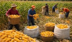 Jagung Petani Merangin Ditolak Bulog, Minim Sosialisasi Diduga Jadi Biang Keluhan Warga