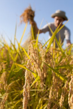 Kedaulatan Pangan dan Masa Depan Indonesia, Refleksi Kedaulatan Negara di Era Ketidakpastian Global