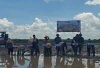 Foto wakil bupati dan dandim sedang menanam padi sawah.