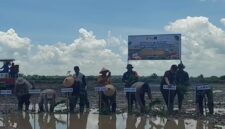 Foto wakil bupati dan dandim sedang menanam padi sawah.