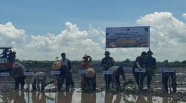Foto wakil bupati dan dandim sedang menanam padi sawah.