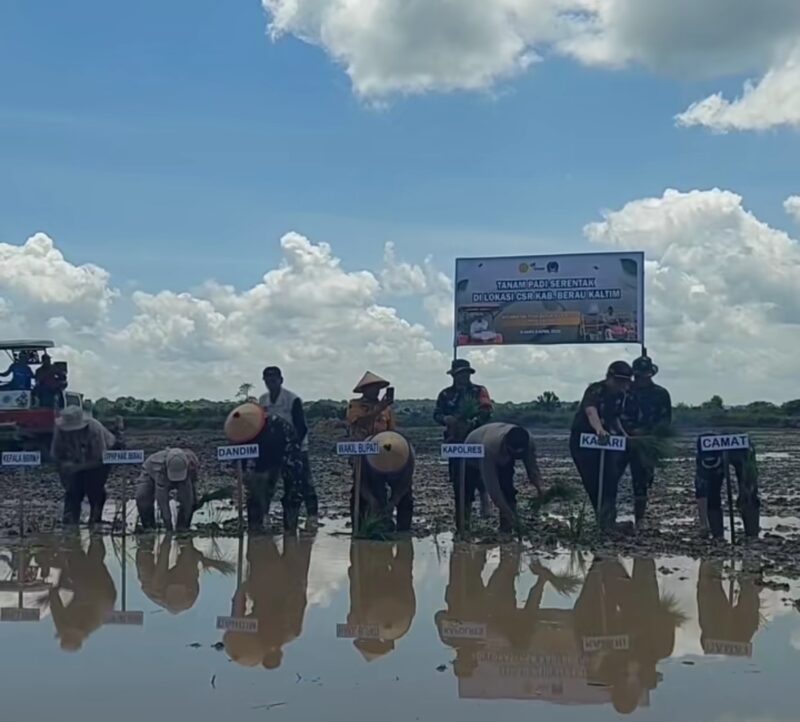 Foto wakil bupati dan dandim sedang menanam padi sawah.