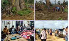 Kesultanan Sambaliung dan Organisasi Sabang Merah Borneo DPD Berau Pesisir, Mosi tidak percaya dan kecaman keras terhadap PT Tridaya Hutan Lestari (PT THL).